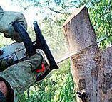Best Tree Disease Treatment  in Tenafly, NJ