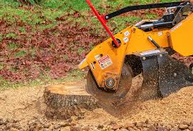 Best Tree Risk Assessment  in Tenafly, NJ