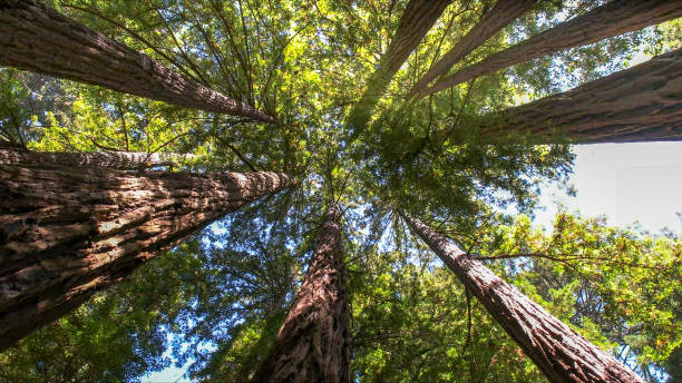 Best Tree Risk Assessment  in Tenafly, NJ