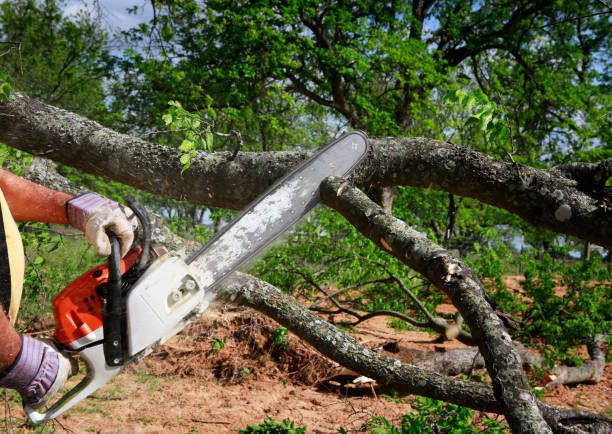 Best Firewood Processing and Delivery  in Tenafly, NJ