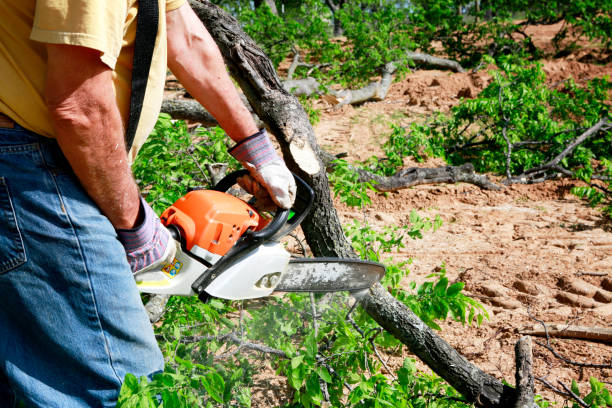 Best Organic Lawn Care Solutions  in Tenafly, NJ